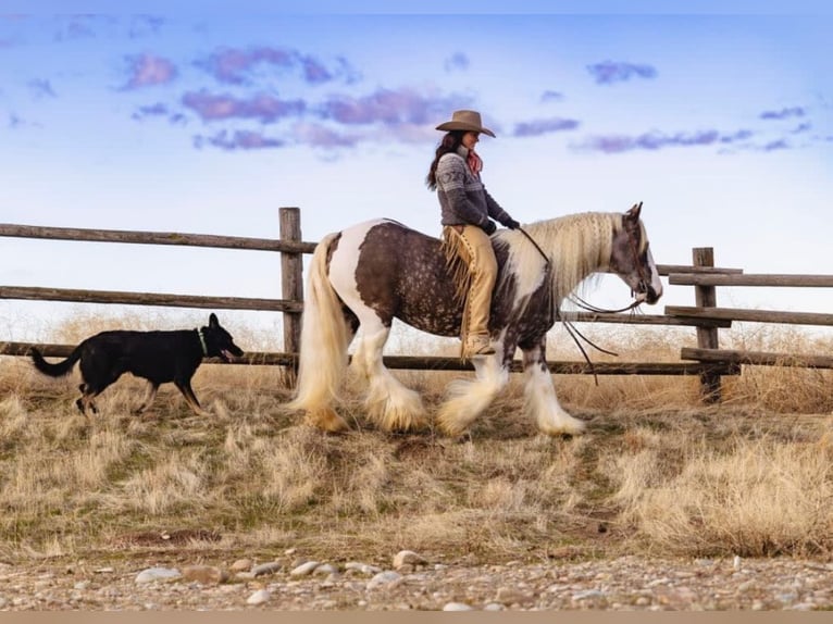 Cob Irlandese / Tinker / Gypsy Vanner Castrone 5 Anni 152 cm Tobiano-tutti i colori in Austin