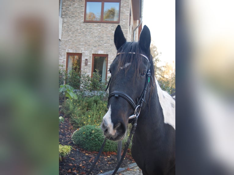 Cob Irlandese / Tinker / Gypsy Vanner Castrone 5 Anni 153 cm Pezzato in Metelen