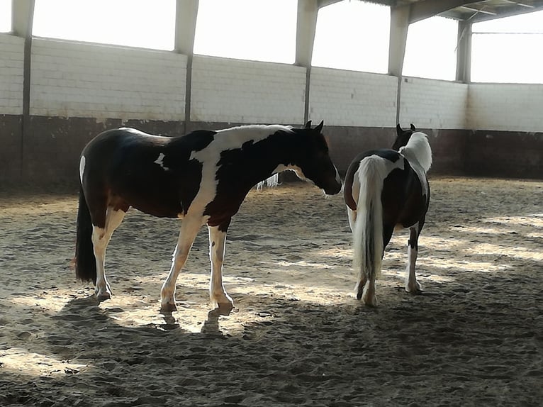 Cob Irlandese / Tinker / Gypsy Vanner Castrone 5 Anni 153 cm Pezzato in Metelen