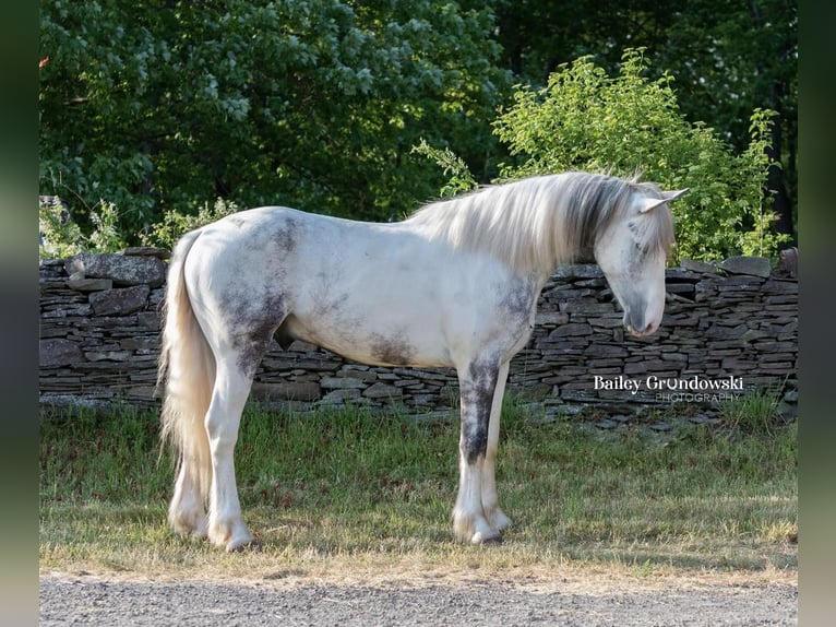 Cob Irlandese / Tinker / Gypsy Vanner Castrone 5 Anni 157 cm Tobiano-tutti i colori in Everett PA