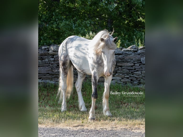 Cob Irlandese / Tinker / Gypsy Vanner Castrone 5 Anni 157 cm Tobiano-tutti i colori in Everett PA