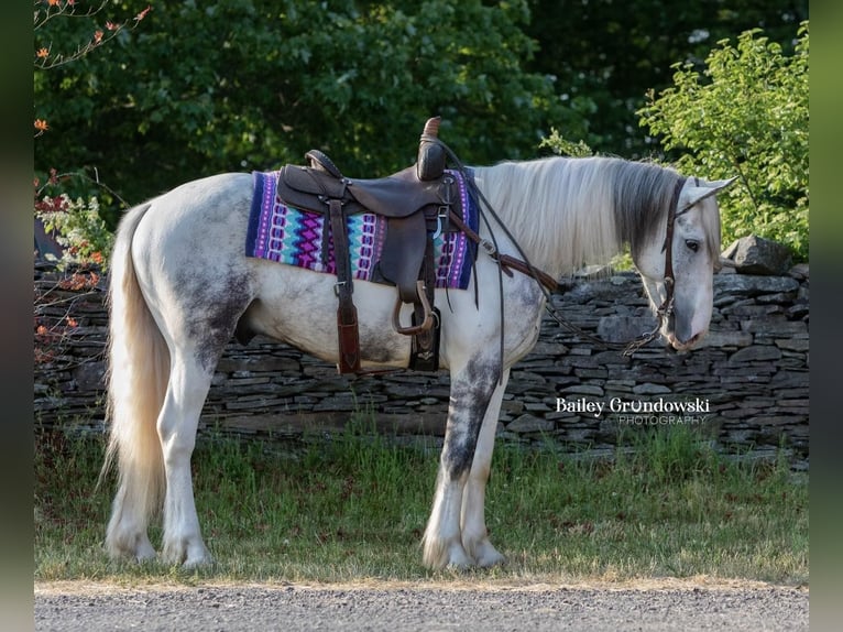 Cob Irlandese / Tinker / Gypsy Vanner Castrone 5 Anni 157 cm Tobiano-tutti i colori in Everett PA