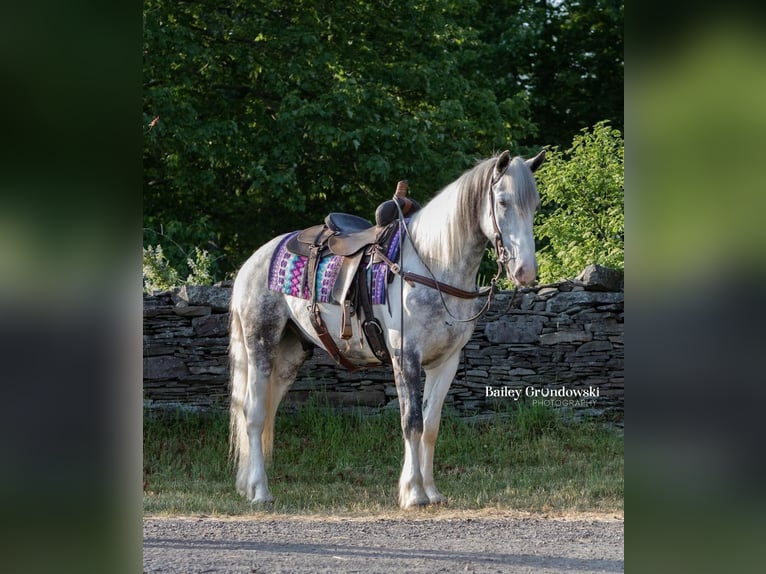 Cob Irlandese / Tinker / Gypsy Vanner Castrone 5 Anni 157 cm Tobiano-tutti i colori in Everett PA