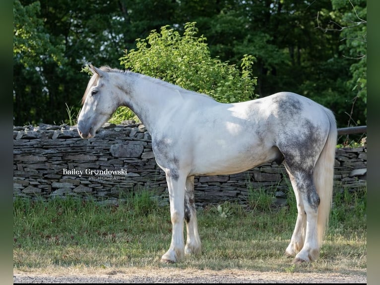 Cob Irlandese / Tinker / Gypsy Vanner Castrone 5 Anni 157 cm Tobiano-tutti i colori in Everett PA