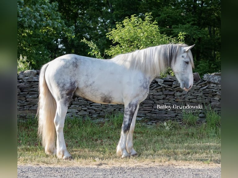 Cob Irlandese / Tinker / Gypsy Vanner Castrone 5 Anni 157 cm Tobiano-tutti i colori in Everett PA