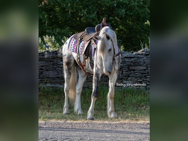 Cob Irlandese / Tinker / Gypsy Vanner Castrone 5 Anni 157 cm Tobiano-tutti i colori in Everett PA