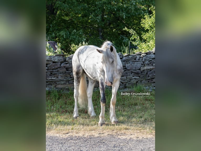 Cob Irlandese / Tinker / Gypsy Vanner Castrone 5 Anni 157 cm Tobiano-tutti i colori in Everett PA