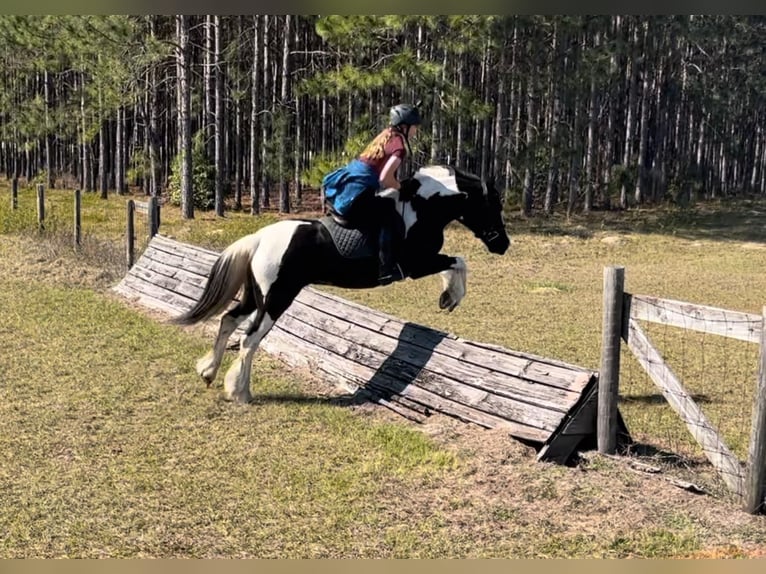 Cob Irlandese / Tinker / Gypsy Vanner Castrone 5 Anni Tobiano-tutti i colori in Ocala FL