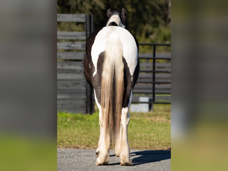 Cob Irlandese / Tinker / Gypsy Vanner Castrone 5 Anni Tobiano-tutti i colori in Ocala FL