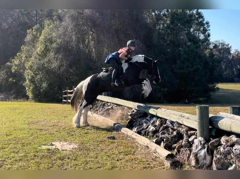 Cob Irlandese / Tinker / Gypsy Vanner Castrone 5 Anni Tobiano-tutti i colori in Ocala FL