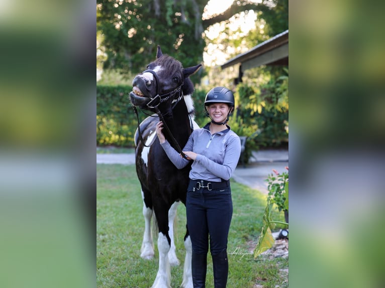 Cob Irlandese / Tinker / Gypsy Vanner Castrone 5 Anni Tobiano-tutti i colori in Ocala FL