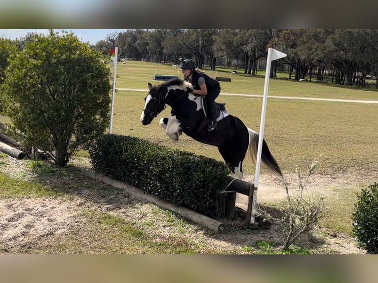 Cob Irlandese / Tinker / Gypsy Vanner Castrone 5 Anni Tobiano-tutti i colori in Ocala FL