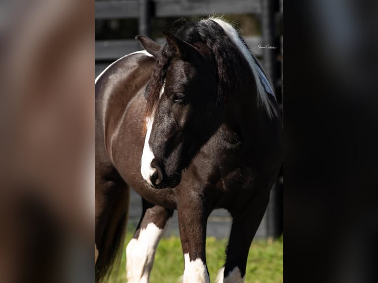 Cob Irlandese / Tinker / Gypsy Vanner Castrone 5 Anni Tobiano-tutti i colori in Ocala FL