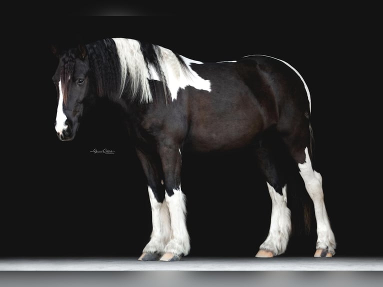 Cob Irlandese / Tinker / Gypsy Vanner Castrone 5 Anni Tobiano-tutti i colori in Ocala FL