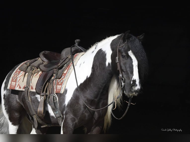 Cob Irlandese / Tinker / Gypsy Vanner Castrone 5 Anni Tobiano-tutti i colori in Fairbank IA