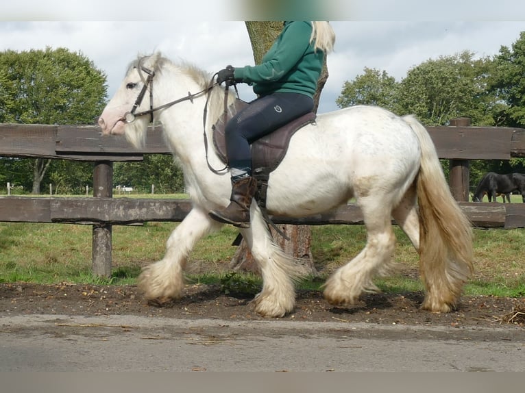 Cob Irlandese / Tinker / Gypsy Vanner Castrone 6 Anni 125 cm Grigio in Lathen