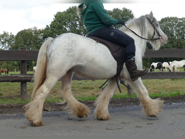 Cob Irlandese / Tinker / Gypsy Vanner Castrone 6 Anni 125 cm Grigio in Lathen