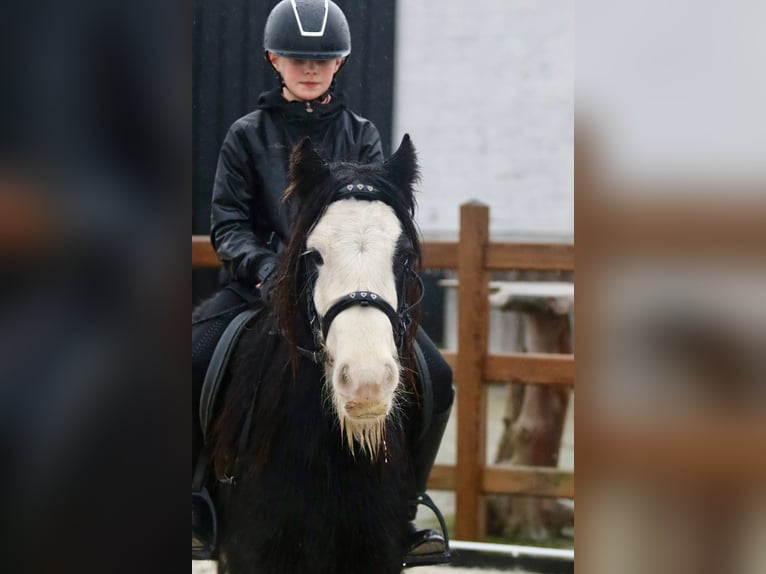 Cob Irlandese / Tinker / Gypsy Vanner Castrone 6 Anni 125 cm Morello in Bogaarden