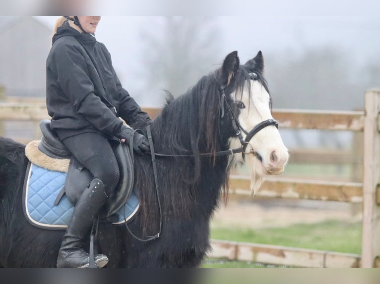 Cob Irlandese / Tinker / Gypsy Vanner Castrone 6 Anni 125 cm Morello in Bogaarden