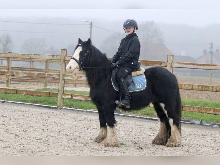 Cob Irlandese / Tinker / Gypsy Vanner Castrone 6 Anni 125 cm Morello in Bogaarden