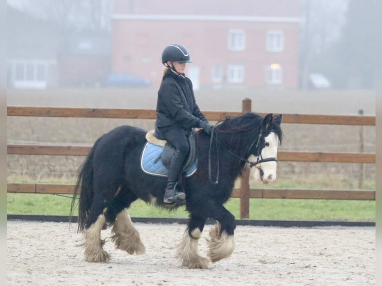 Cob Irlandese / Tinker / Gypsy Vanner Castrone 6 Anni 125 cm Morello in Bogaarden