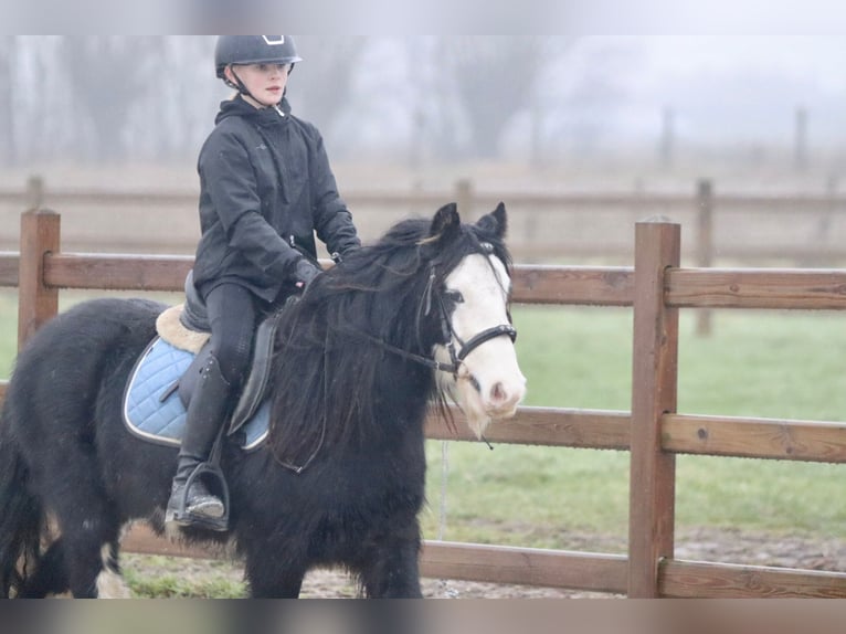 Cob Irlandese / Tinker / Gypsy Vanner Castrone 6 Anni 125 cm Morello in Bogaarden