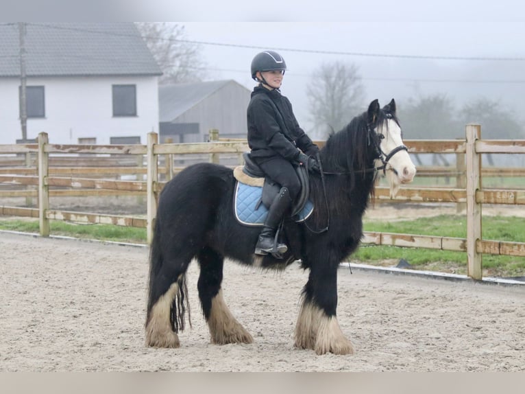 Cob Irlandese / Tinker / Gypsy Vanner Castrone 6 Anni 125 cm Morello in Bogaarden