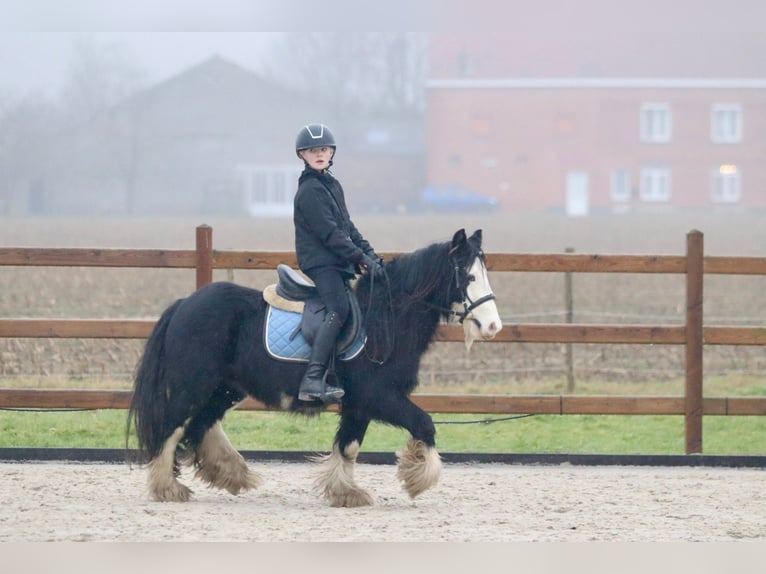 Cob Irlandese / Tinker / Gypsy Vanner Castrone 6 Anni 125 cm Morello in Bogaarden