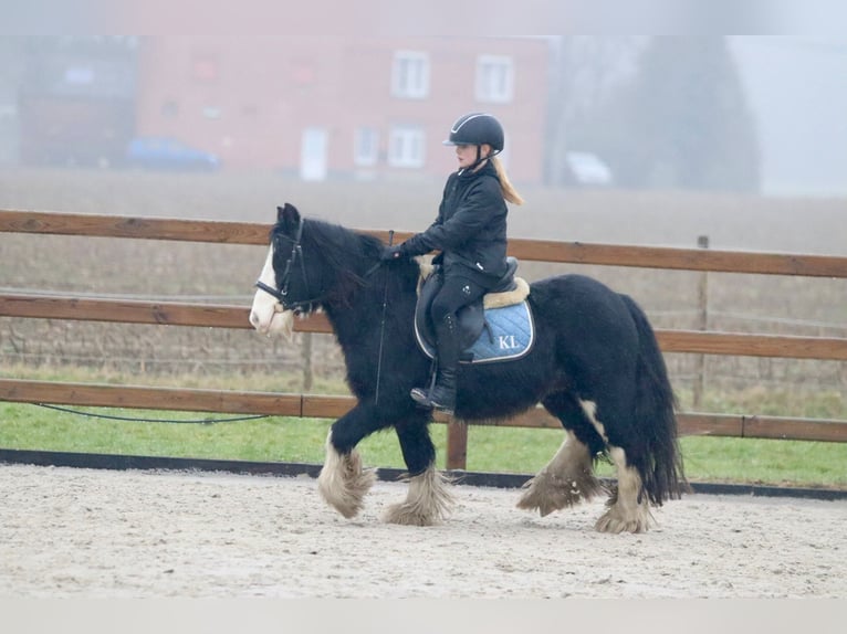 Cob Irlandese / Tinker / Gypsy Vanner Castrone 6 Anni 125 cm Morello in Bogaarden