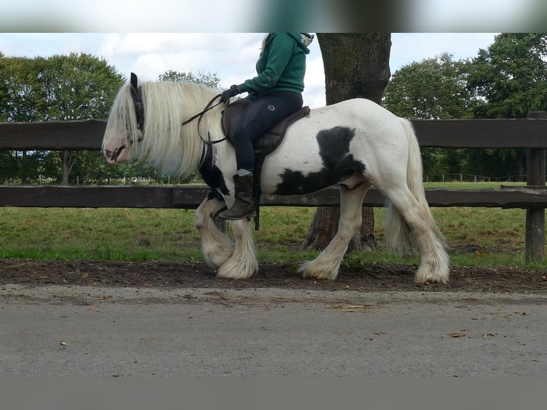 Cob Irlandese / Tinker / Gypsy Vanner Castrone 6 Anni 125 cm Pezzato in Lathen