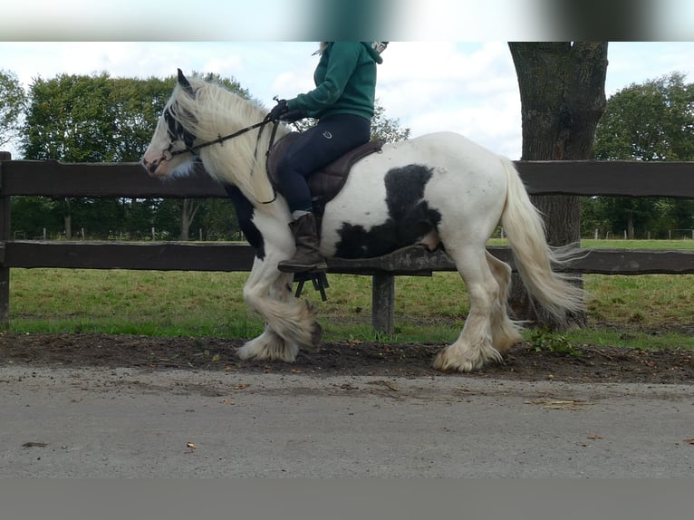 Cob Irlandese / Tinker / Gypsy Vanner Castrone 6 Anni 125 cm Pezzato in Lathen