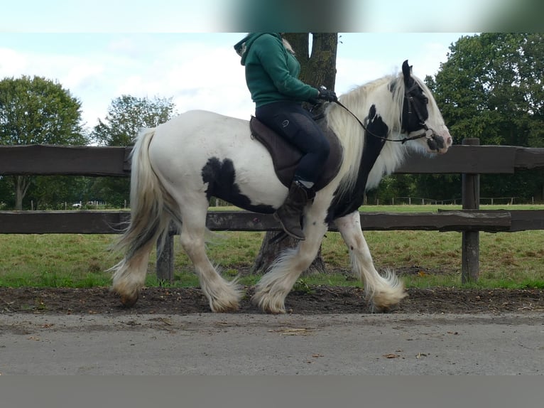 Cob Irlandese / Tinker / Gypsy Vanner Castrone 6 Anni 125 cm Pezzato in Lathen