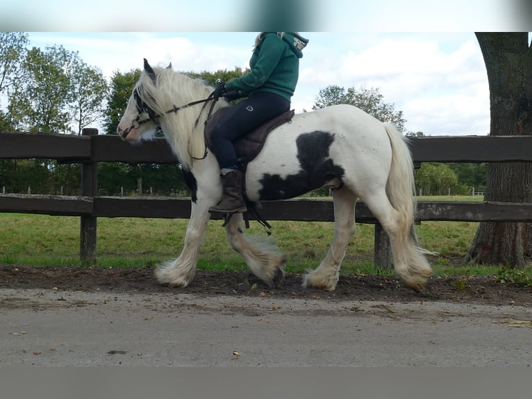 Cob Irlandese / Tinker / Gypsy Vanner Castrone 6 Anni 125 cm Pezzato in Lathen