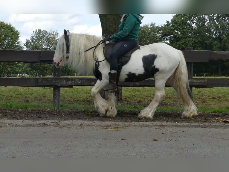 Cob Irlandese / Tinker / Gypsy Vanner Castrone 6 Anni 125 cm Pezzato in Lathen