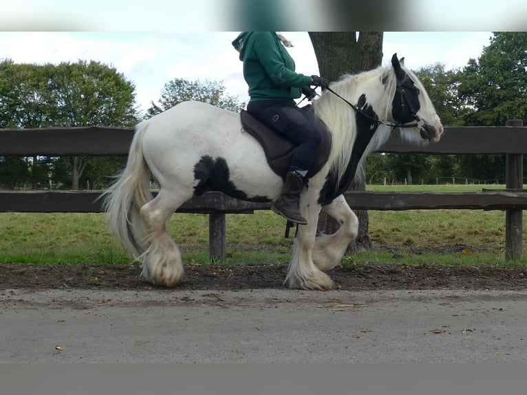 Cob Irlandese / Tinker / Gypsy Vanner Castrone 6 Anni 125 cm Pezzato in Lathen