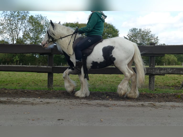 Cob Irlandese / Tinker / Gypsy Vanner Castrone 6 Anni 125 cm Pezzato in Lathen