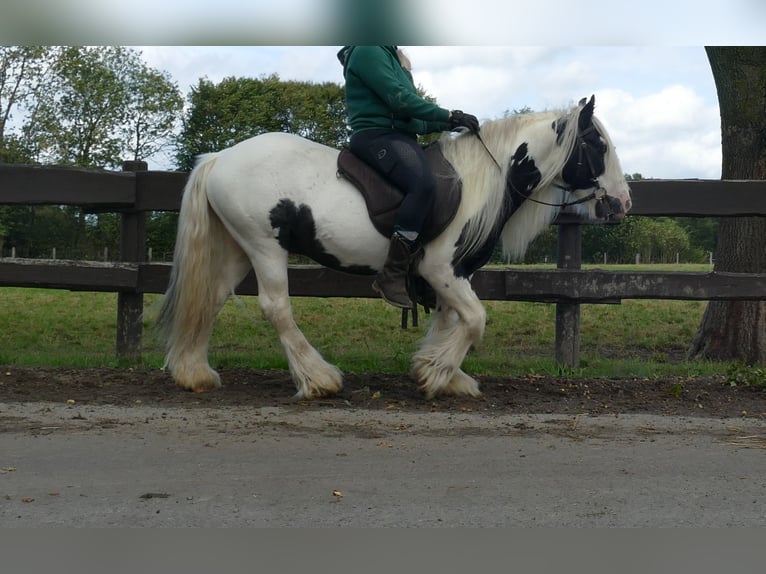 Cob Irlandese / Tinker / Gypsy Vanner Castrone 6 Anni 125 cm Pezzato in Lathen