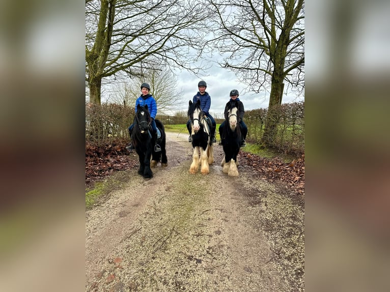 Cob Irlandese / Tinker / Gypsy Vanner Castrone 6 Anni 126 cm Morello in Bogaarden