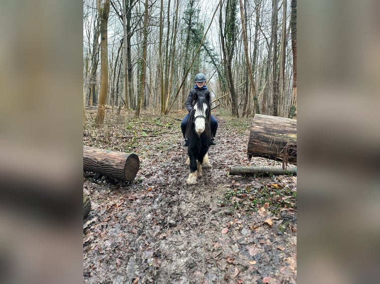 Cob Irlandese / Tinker / Gypsy Vanner Castrone 6 Anni 126 cm Morello in Bogaarden