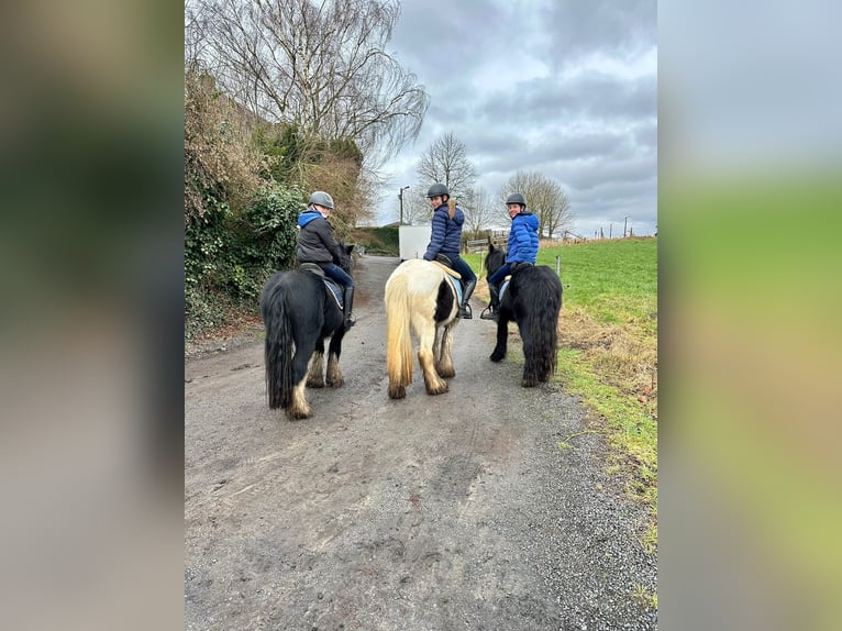 Cob Irlandese / Tinker / Gypsy Vanner Castrone 6 Anni 126 cm Morello in Bogaarden