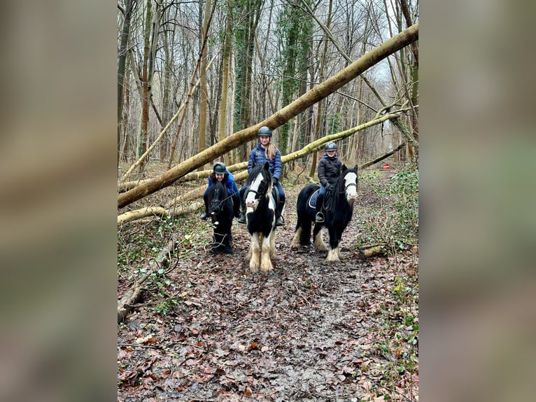 Cob Irlandese / Tinker / Gypsy Vanner Castrone 6 Anni 126 cm Morello in Bogaarden