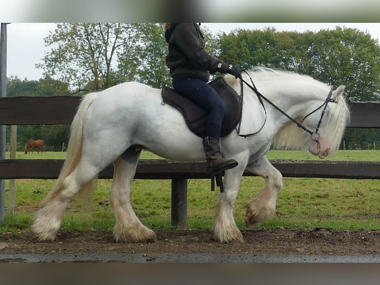 Cob Irlandese / Tinker / Gypsy Vanner Castrone 6 Anni 130 cm Grigio in Lathen