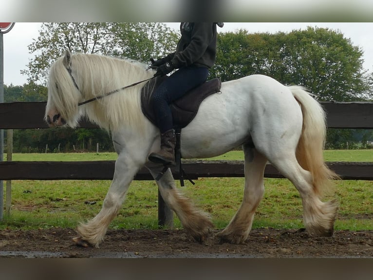 Cob Irlandese / Tinker / Gypsy Vanner Castrone 6 Anni 130 cm Grigio in Lathen