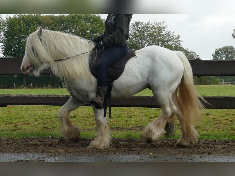 Cob Irlandese / Tinker / Gypsy Vanner Castrone 6 Anni 130 cm Grigio in Lathen