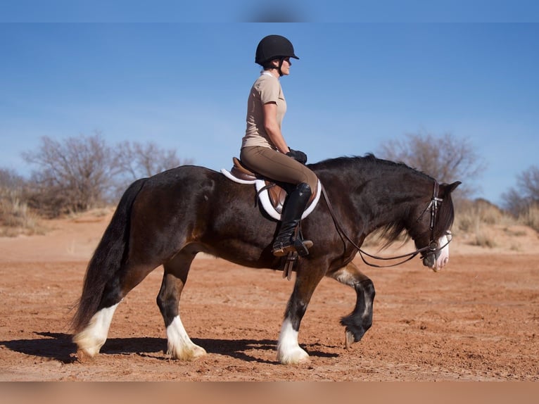 Cob Irlandese / Tinker / Gypsy Vanner Mix Castrone 6 Anni 132 cm Baio ciliegia in Canyon