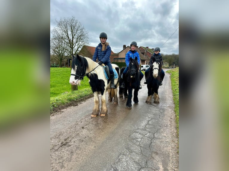 Cob Irlandese / Tinker / Gypsy Vanner Castrone 6 Anni 134 cm Morello in Bogaarden