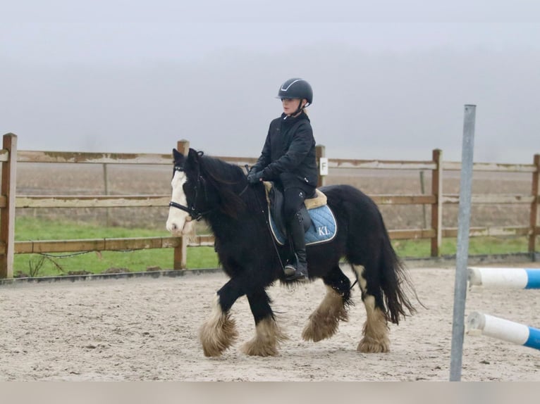 Cob Irlandese / Tinker / Gypsy Vanner Castrone 6 Anni 134 cm Morello in Bogaarden