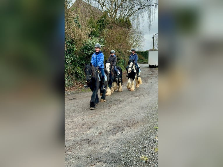 Cob Irlandese / Tinker / Gypsy Vanner Castrone 6 Anni 134 cm Morello in Bogaarden