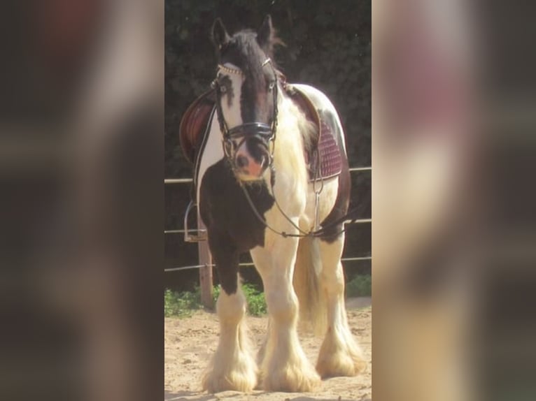 Cob Irlandese / Tinker / Gypsy Vanner Castrone 6 Anni 136 cm Pezzato in Bergfelde