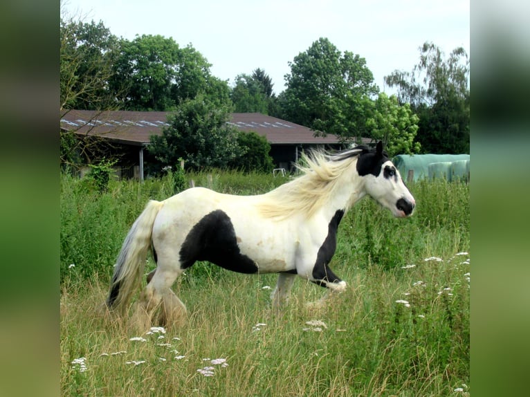 Cob Irlandese / Tinker / Gypsy Vanner Castrone 6 Anni 136 cm Pezzato in Bergfelde